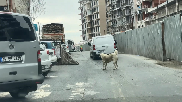 KÖPEĞİ SÜRÜKLEDİ CEZAYI YEDİ